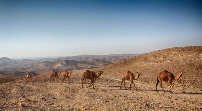 Les émeutes du Negev: une nouvelle version du nationalisme palestinien?